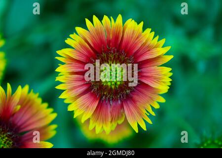 Decke Blume vor grünem Hintergrund, Draufsicht auf Blume Stockfoto