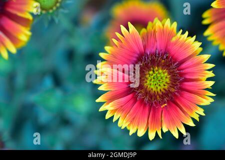 Draufsicht auf gelbe indische Decke Blume, Makrobild der Blume. Stockfoto