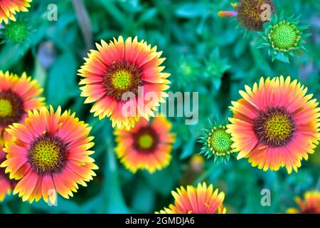Draufsicht auf indische Sonnenblumendecke Stockfoto
