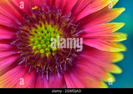 Draufsicht auf Blume Indische Decke, Makrobild Stockfoto