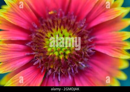 Makrobild der Blume indische Decke, Draufsicht. Stockfoto