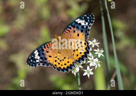 Weiblicher indischer Fritillär (Argyreus hyperbius), der an der Blüte des Knoblauchlauch (Allium tuberosum) saugt, Stadt Isehara, Präfektur Kanagawa, Japan Stockfoto