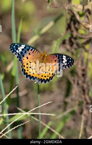 Weiblicher indischer Fritillär (Argyreus hyperbius), der an der Blüte des Knoblauchlauch (Allium tuberosum) saugt, Stadt Isehara, Präfektur Kanagawa, Japan Stockfoto