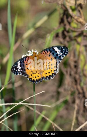 Weiblicher indischer Fritillär (Argyreus hyperbius), der an der Blüte des Knoblauchlauch (Allium tuberosum) saugt, Stadt Isehara, Präfektur Kanagawa, Japan Stockfoto