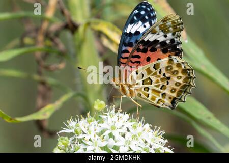 Weiblicher indischer Fritillär (Argyreus hyperbius), der an der Blüte des Knoblauchlauch (Allium tuberosum) saugt, Stadt Isehara, Präfektur Kanagawa, Japan Stockfoto