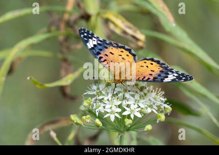 Weiblicher indischer Fritillär (Argyreus hyperbius), der an der Blüte des Knoblauchlauch (Allium tuberosum) saugt, Stadt Isehara, Präfektur Kanagawa, Japan Stockfoto