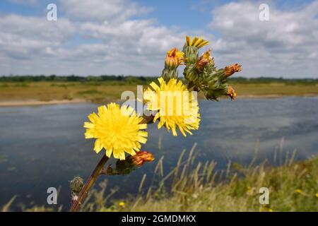 Rough Hawk's-Beard - Crepis vesicaria Stockfoto