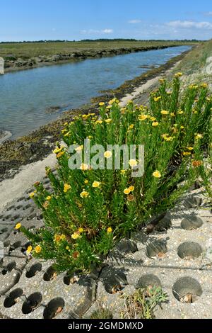 Golden-Samphire - Inula crithmoides Stockfoto