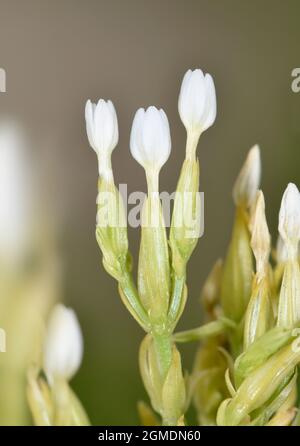 Slender Centaury – Centaurium tenuiflorum Stockfoto