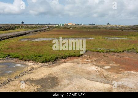 Marsh Samphire an den Wattflächen und Salzwiesen von Aveiro, Portugal. Stockfoto