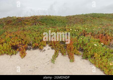 Eispflanzen, Carpobrotus edulis, wachsen an einem Strand, der den Sand in Portugal bedeckt. Stockfoto