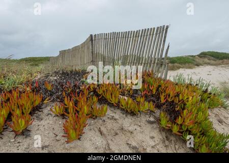 Eispflanzen, Carpobrotus edulis, wachsen an einem Strand, der den Sand in Portugal bedeckt. Stockfoto