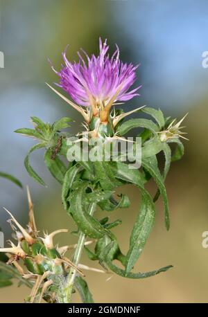 Rote Sterndistel - Centaurea calcitrapa Stockfoto