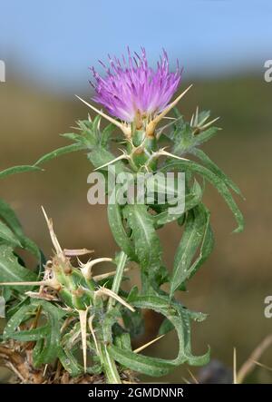 Rote Sterndistel - Centaurea calcitrapa Stockfoto