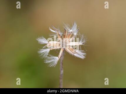 Stinking Hawk's-Beard - Crepis foetida Stockfoto