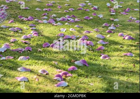 Schöne Nahaufnahme der rosa gefallenen Blütenblätter auf dem Rasen des niedrig wachsenden chinesischen Untertassen Magnolia (Magnolia soulangeana) Baum blüht auf der Universität Stockfoto