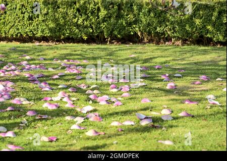 Schöne Nahaufnahme der rosa gefallenen Blütenblätter auf dem Rasen des niedrig wachsenden chinesischen Untertassen Magnolia (Magnolia soulangeana) Baum blüht auf der Universität Stockfoto