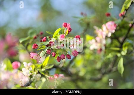 Nahaufnahme Helle Ansicht der weißen und rosa Frühlingskrebsapfel (Malus Sylvestris) Blüten. Blühender Baum wachsender Universitätscampus, Belfield, Dublin Stockfoto