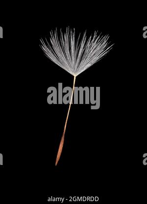 Stinking Hawk's-Beard - Crepis foetida Stockfoto