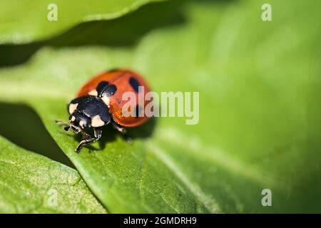 Schöne helle Nahaufnahme von Marienkäfer (Coccinellidae), die auf hellgrünen Frühlingsblättern in der Nähe von Sandymount Beach, Dublin, Irland, kriechen. Weichfokus Stockfoto