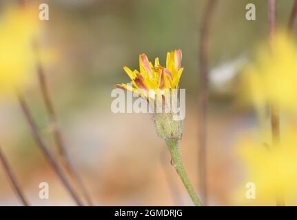 Stinking Hawk's-Beard - Crepis foetida Stockfoto