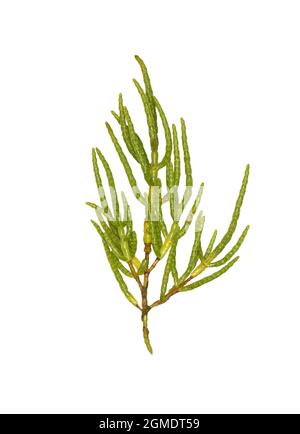 Langstachelige Glaswürze - Salicornia dolichostachya Stockfoto