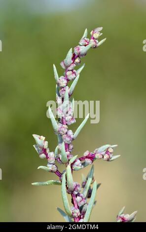 Annual Sea-Blite - Suaeda maritima Stockfoto