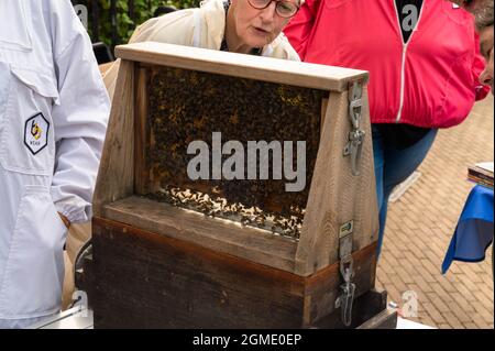 Ein Blick auf das Innere eines Bienenstocks beim Food Festival im Forum norwich Norfolk Stockfoto