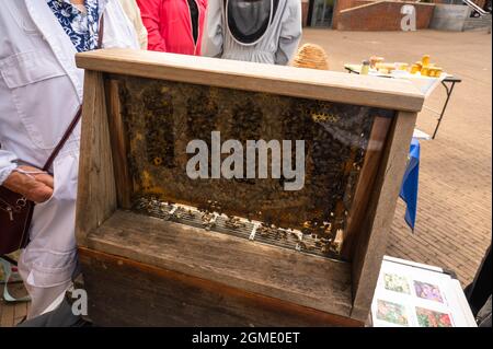 Ein Blick auf das Innere eines Bienenstocks beim Food Festival im Forum norwich Norfolk Stockfoto