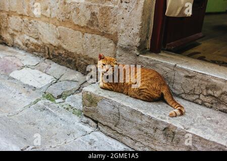 Niedliche rote Katze, die in einer Straße in Kotor, Montenegro, sitzt. Porträt einer Straßenkatze. Stockfoto