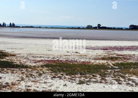 Österreich, Nationalpark Neusiedleree-Seewinkel im Burgenland im Pannonischen Tiefland, beliebtes Ausflugsziel mit Steppenlandschaft, Feuchtgebieten, Stockfoto