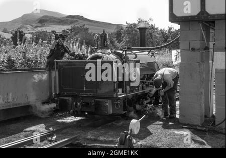 Schaufeln von Kohle auf den Motor bei Bala Lake Railway, Gwynedd, Wales. Die Bala Lake Railway ist eine Schmalspurbahn Stockfoto