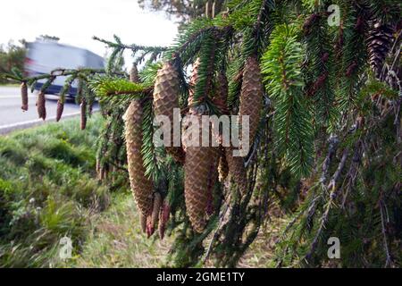 Norwegen Fichte, (Picea abies) Zapfen. Stockfoto