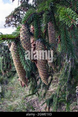 Norwegen Fichte, (Picea abies) Zapfen. Stockfoto