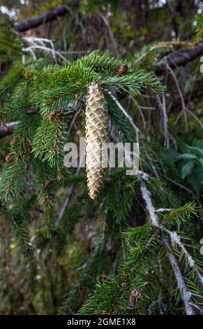Norwegen Fichte, (Picea abies) Zapfen. Stockfoto