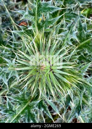 Nahaufnahme einer Milchdistelblüte (Silybum marianum). Stockfoto