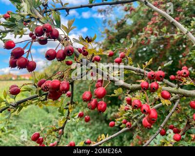 Rote Beeren auf einem Weißdornbusch in einer Hecke im Vereinigten Königreich Stockfoto