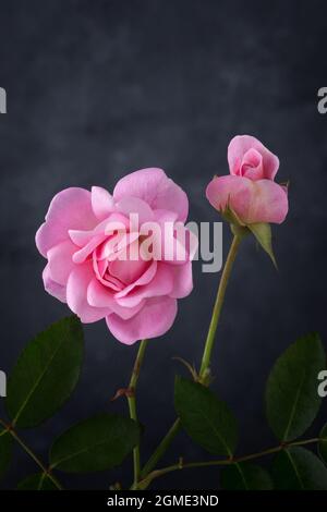 Rosa Rose und eine Rose Knospe mit Blättern, blühende Blumen auf einem dunklen Hintergrund, Vignette Hintergrund Stockfoto