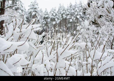 Schnee auf den Ästen von Büschen. Im Hintergrund befindet sich ein verschneiten Winterwald. Selektiver Fokus im Vordergrund. Winternature Stockfoto