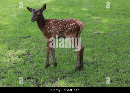 Junger Damhirsch auf einer Wiese Stockfoto