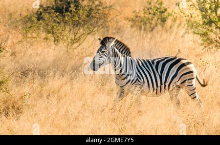 Zebra in der Umgebung von Savannah, Krüger National Park, Südafrika. Stockfoto