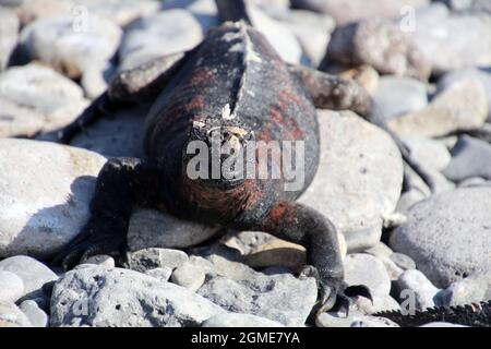 Marine-Leguane auf einem Felsen, Galapagos Island, Espanola Island, Ecuador, Südamerika Stockfoto