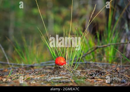 Traumhafte Aganita muscaria, fliegen agarisch oder fliegen Aganita basidiomycota muscimol Pilz mit typischen weißen Flecken auf einem roten Hut in einem Wald. Tageslicht Stockfoto