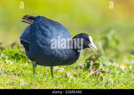 Eurasischer Ruß Fulica atra, in grünem Gras zu fressen. Aufputzen, Reinigen und Dehnen der Flügel. Stockfoto