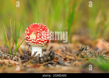 Traumhafte Aganita muscaria, fliegen agarisch oder fliegen Aganita basidiomycota muscimol Pilz mit typischen weißen Flecken auf einem roten Hut in einem Wald. Tageslicht Stockfoto