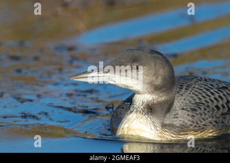 Nahaufnahme eines gemeinsamen Loons, Gavia immer, auch bekannt als der große Nordtaucher oder große Nordloon Jagd und Essen Krebse Stockfoto