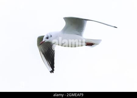 Die gemeine Möwe, die Möwe oder der Meeresmull, Larus canus im Flug Stockfoto