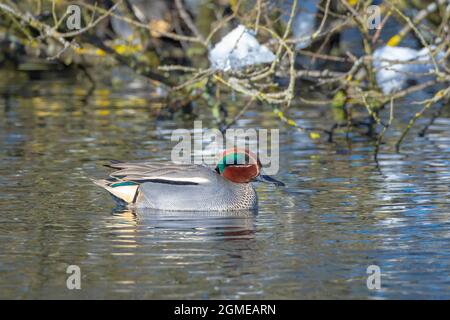 Eine männliche Stockente, Anas platyrhynchos, schwimmt zur Kamera. Stockfoto