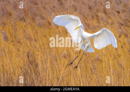 Nahaufnahme eines großen Reiher Ardea alba im Flug, Angeln in einem See bei Sonnenuntergang Stockfoto