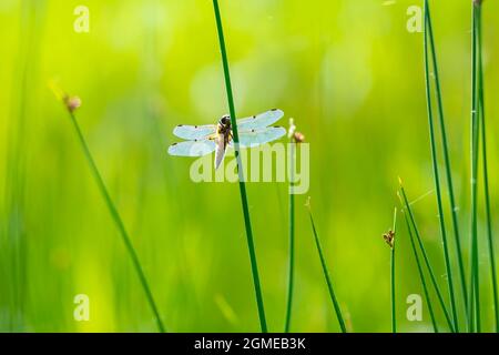 Nahaufnahme eines Vierfleckigen-Verfolgers, Libellula quadrimaculata, oder einer Vierfleckigen Skimmer-Libelle, die im Sonnenlicht auf grünem Schilf ruht. Stockfoto
